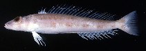 Image of Parapercis alboguttata (Whitespot sandsmelt)