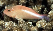 Image of Paracirrhites arcatus (Arc-eye hawkfish)