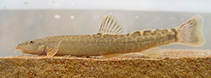 Image of Paracobitis atrakensis (Atrak crested loach)