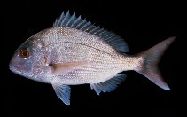 Image of Pagrus auratus (Silver seabream)