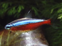 Image of Paracheirodon axelrodi (Cardinal tetra)