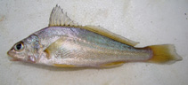 Image of Pachyurus bonariensis (La Plata croaker)