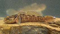 Image of Padogobius bonelli (Padanian goby)