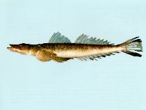 Image of Cymbacephalus bosschei (Small-eyed flathead)