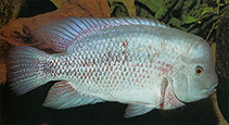 Image of Vieja breidohri (Angostura cichlid)