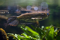 Image of Pantodon buchholzi (Freshwater butterflyfish)