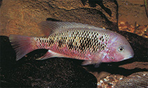 Image of Paraneetroplus bulleri (Sarabia cichlid)