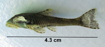 Image of Pareiorhina carrancas 