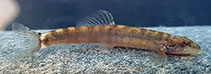 Image of Paraschistura chrysicristinae (Batman loach)