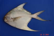 Image of Pampus cinereus (Grey pomfret)