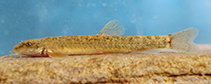 Image of Paraschistura delvarii (Delvari\