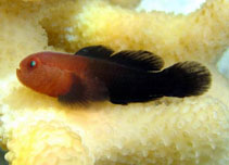 Image of Paragobiodon echinocephalus (Redhead goby)