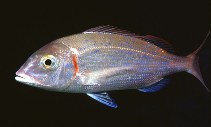 Image of Pagellus erythrinus (Common pandora)