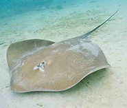 Image of Pateobatis fai (Pink whipray)