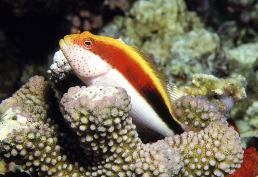 Image of Paracirrhites forsteri (Blackside hawkfish)