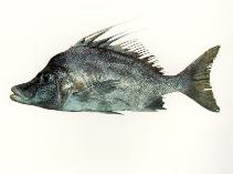 Image of Paristiopterus gallipavo (Yellowspotted boarfish)