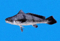 Image of Paralonchurus goodei (Goode croaker)