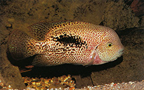 Image of Vieja hartwegi (Tailbar cichlid)