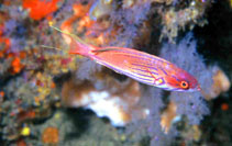 Image of Paracheilinus hemitaeniatus 