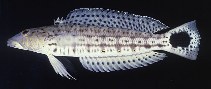 Image of Parapercis hexophtalma (Speckled sandperch)