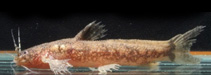 Image of Parakysis hystriculus 