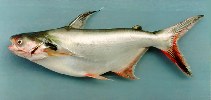 Image of Pangasius larnaudii (Spot pangasius)