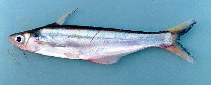 Image of Pangasius macronema 