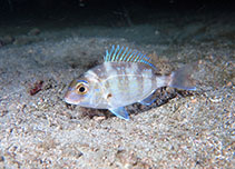 Image of Pagrus major (Red seabream)