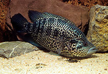 Image of Parachromis managuensis (Jaguar guapote)