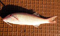 tn_Pamar_uk.jpg