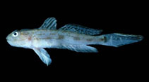 Image of Parrella maxillaris (Doublestripe goby)