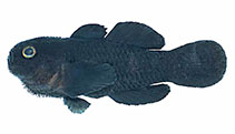 Image of Paragobiodon melanosoma (Dark coral goby)