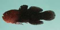 Image of Paragobiodon modestus (Warthead goby)