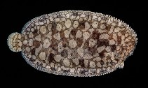 Image of Pardachirus morrowi (Persian carpet sole)