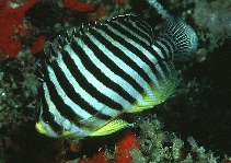 Image of Paracentropyge multifasciata (Barred angelfish)