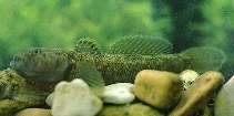 Image of Padogobius nigricans (Arno goby)