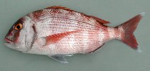 Image of Pagrus pagrus (Red porgy)