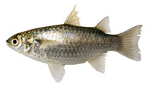 Image of Paramugil parmatus (Broad-mouthed mullet)