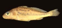 Image of Pachyurus paucirastrus 