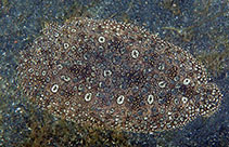 Image of Pardachirus pavoninus (Peacock sole)