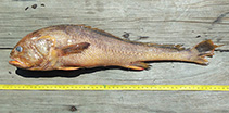 Image of Panna perarmata (Armour croaker)