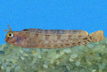 Image of Parahypsos piersoni 