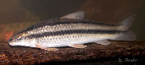 Image of Parodon pongoensis (Pongo characin)