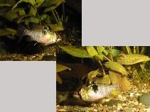 Image of Mikrogeophagus ramirezi (Ram cichlid)