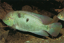 Image of Maskaheros regani (Almoloya cichlid)