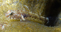 Image of Palutrus scapulopunctatus (Scapular goby)