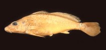 Image of Pachyurus schomburgkii (Amazon croaker)