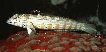 Image of Parapercis signata (Blackflag sandperch)