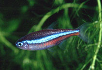 Image of Paracheirodon simulans (Green neon tetra)