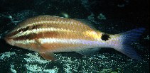 Image of Parupeneus spilurus (Blackspot goatfish)